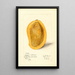 Mangifera indica Totafari - Mary Daisy Arnold — quadro incorniciato alla parete