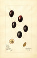 Olea europaea Mission - Mary Daisy Arnold — vista dell’opera
