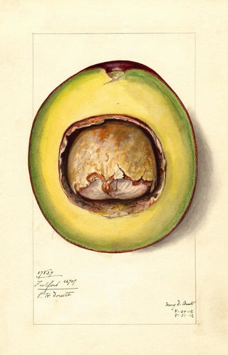 Mary Daisy Arnold - Persea Fulford.webp