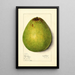 Persea Persea Americana - Mary Daisy Arnold — quadro incorniciato alla parete
