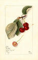 Prunus avium George Glass - Mary Daisy Arnold — vista dell’opera