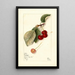 Prunus avium George Glass - Mary Daisy Arnold — quadro incorniciato alla parete