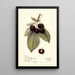 Prunus avium Montmorency de Mezel - Mary Daisy Arnold — quadro incorniciato alla parete