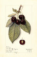 Prunus avium Montmorency de Mezel - Mary Daisy Arnold — vista dell’opera