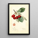 Prunus avium Royal Duke - Mary Daisy Arnold — quadro incorniciato alla parete