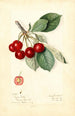 Prunus avium Royal Duke - Mary Daisy Arnold — vista dell’opera