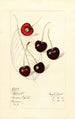 Prunus avium Schmidt - Mary Daisy Arnold — vista dell’opera