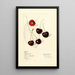 Prunus avium Schmidt - Mary Daisy Arnold — quadro incorniciato alla parete