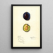 Prunus domestica Earliana - Mary Daisy Arnold — quadro incorniciato alla parete