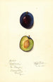 Prunus domestica Earliana - Mary Daisy Arnold — vista dell’opera