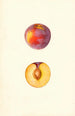 Prunus domestica Farmosa - Mary Daisy Arnold — vista dell’opera