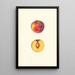 Prunus domestica Farmosa - Mary Daisy Arnold — quadro incorniciato alla parete