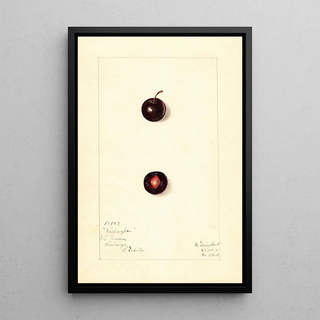 Mary Daisy Arnold - Prunus domestica Wachampa.webp