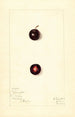 Prunus domestica Wachampa - Mary Daisy Arnold — vista dell’opera