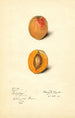 Prunus mume Schologi - Mary Daisy Arnold — vista dell’opera