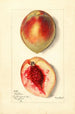 Prunus persica Baston - Mary Daisy Arnold — vista dell’opera