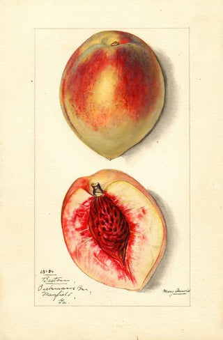 Mary Daisy Arnold - Prunus persica Baston.webp