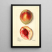 Prunus persica Baston - Mary Daisy Arnold — quadro incorniciato alla parete