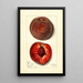 Prunus persica Bloomington - Mary Daisy Arnold — quadro incorniciato alla parete