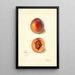 Prunus persica Dewey - Mary Daisy Arnold — quadro incorniciato alla parete