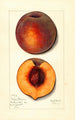 Prunus persica Masons Orange - Mary Daisy Arnold — vista dell’opera