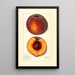 Prunus persica Masons Orange - Mary Daisy Arnold — quadro incorniciato alla parete