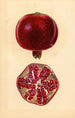 Punica granatum Grenade - Mary Daisy Arnold | Reproduction — vista dell’opera
