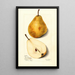 Pyrus communis Glout Morceau - Mary Daisy Arnold — quadro incorniciato alla parete