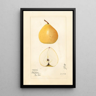 Mary Daisy Arnold - Pyrus pyrifolia Pear Apple.webp