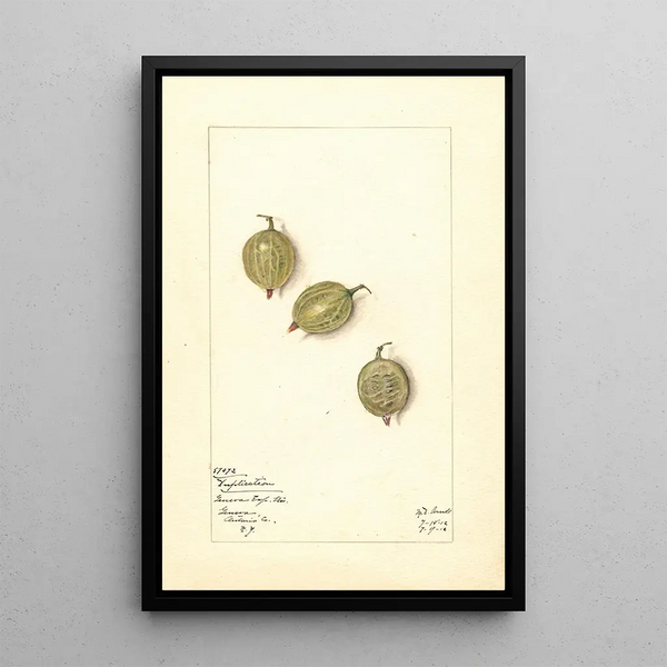Mary Daisy Arnold - Ribes Duplication.webp