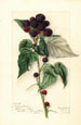 Rubus Perle Noire - Mary Daisy Arnold — vista dell’opera