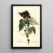 Rubus Perle Noire - Mary Daisy Arnold — quadro incorniciato alla parete