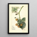 Rubus Brinkles Orange - Mary Daisy Arnold — quadro incorniciato alla parete