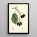 Rubus Haupt - Mary Daisy Arnold — quadro incorniciato alla parete