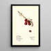 Vaccinium macrocarpon Early Black - Mary Daisy Arnold — quadro incorniciato alla parete