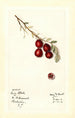 Vaccinium macrocarpon Early Black - Mary Daisy Arnold — vista dell’opera