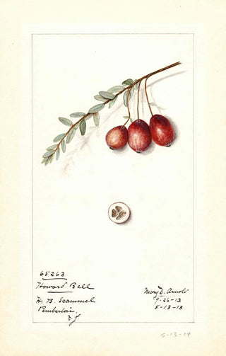 Mary Daisy Arnold - Vaccinium macrocarpon Howard Bell.webp