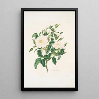 Mary Lawrance - Rosa alba3.webp