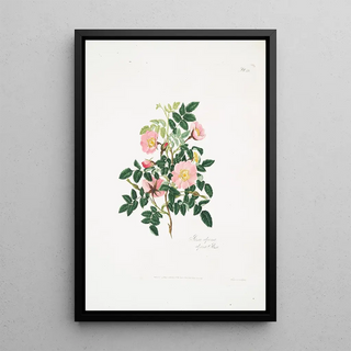 Mary Lawrance - Rosa alpina.webp