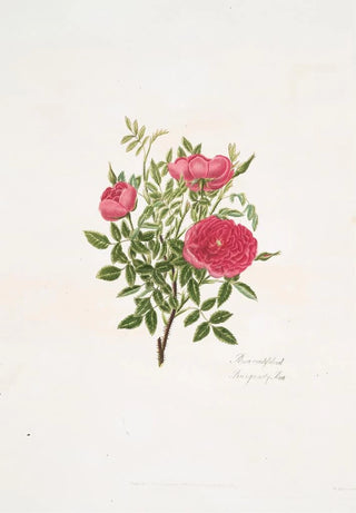 Mary Lawrance - Rosa centifolia5.webp