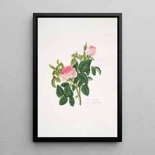 Mary Lawrance - Rosa centifolia7.webp