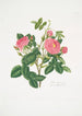 Rosa damascena - Mary Lawrance — vista dell’opera