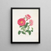 Rose gauloise - Mary Lawrance — quadro incorniciato alla parete