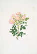 Rosa indigossa - Mary Lawrance — vista dell’opera