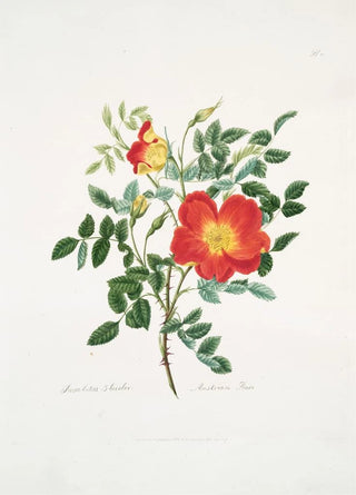 Mary Lawrance - Rosa luteabicolor.webp