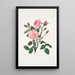Rosa muscosa - Mary Lawrance — quadro incorniciato alla parete