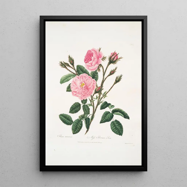 Mary Lawrance - Rosa muscosa.webp