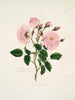 Una rosa provinciale - Mary Lawrance — vista dell’opera