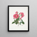 Rosa provincialis3 - Mary Lawrance — quadro incorniciato alla parete