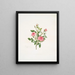 Rosa provinciale ou Rose de Meaux - Mary Lawrance — quadro incorniciato alla parete